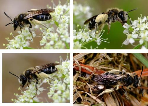 Réf. 257 274 : Andrena proxima